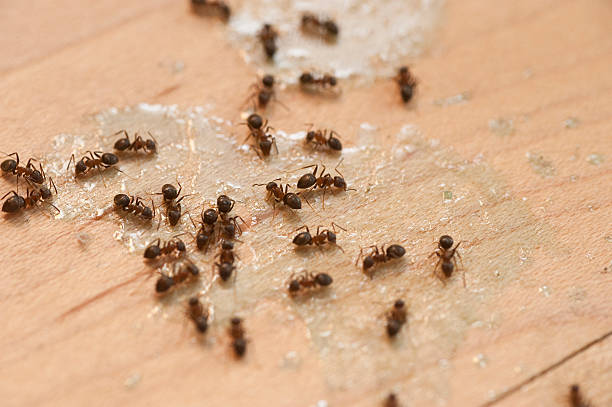 Best Cockroach Control Services  in Muscoy, CA