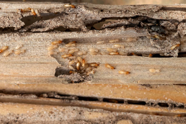 Professional Pest Control in Muscoy, CA